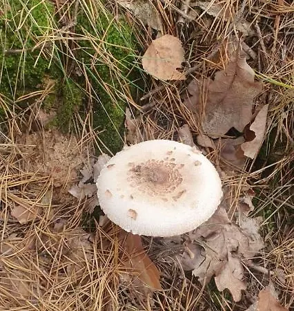 Dom Caloroczny Nad Jeziorem Olsztynek